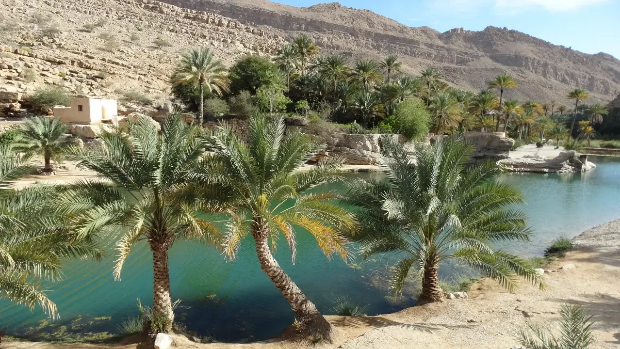 Palmeggianti fronte a un fiume in una valle arida.