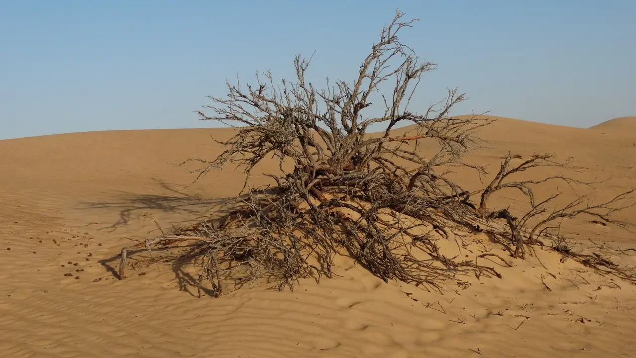 Un arbusto secco si staglia nel paesaggio deserto di Oman.
