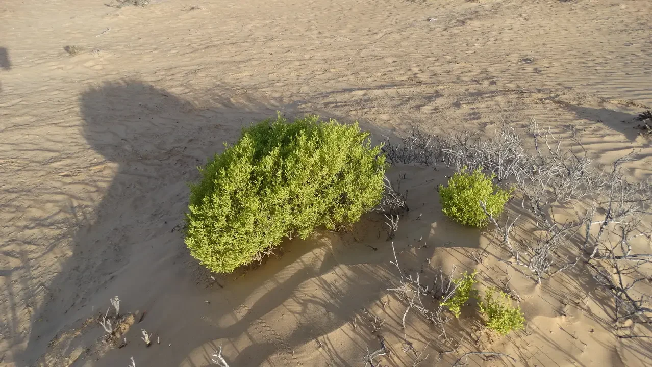 Vegetazione verde cresce nel deserto sabbioso dell'Oman o degli Emirati Arabi Uniti.