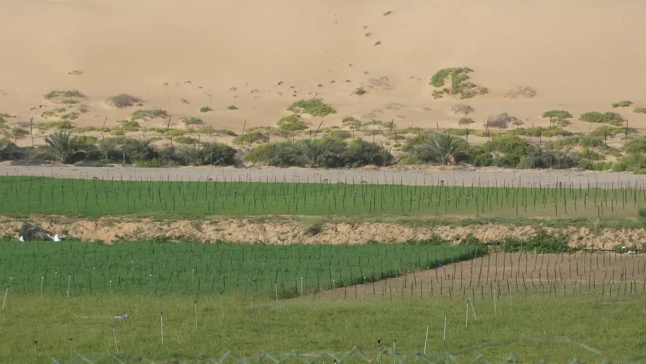 Paesaggio des Wüstensandstromes mit niedriger Vegetation und Feldern im Vordergrund.