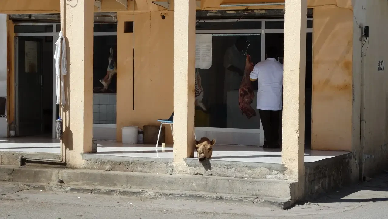 Un uomo in camicia bianca è in piedi davanti a una vetrina con animali esposti.