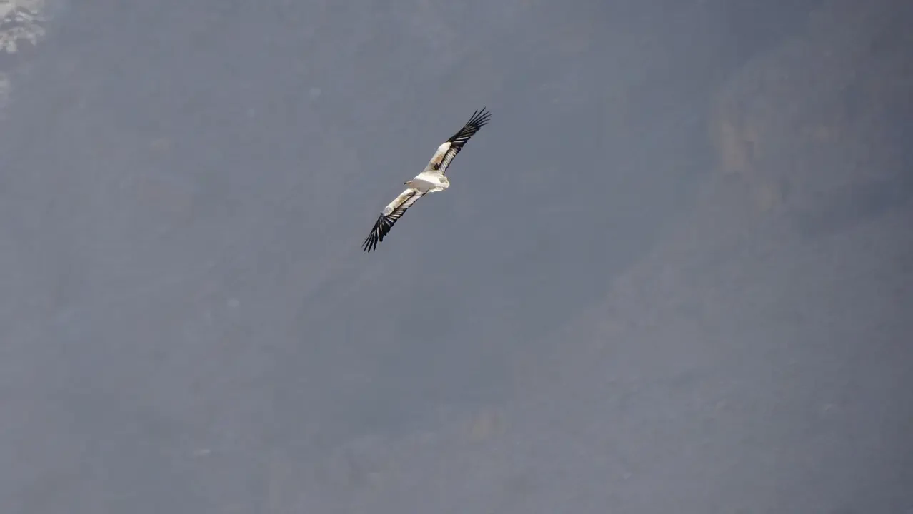 Un uccello in volo attraversa un paesaggio montuoso.