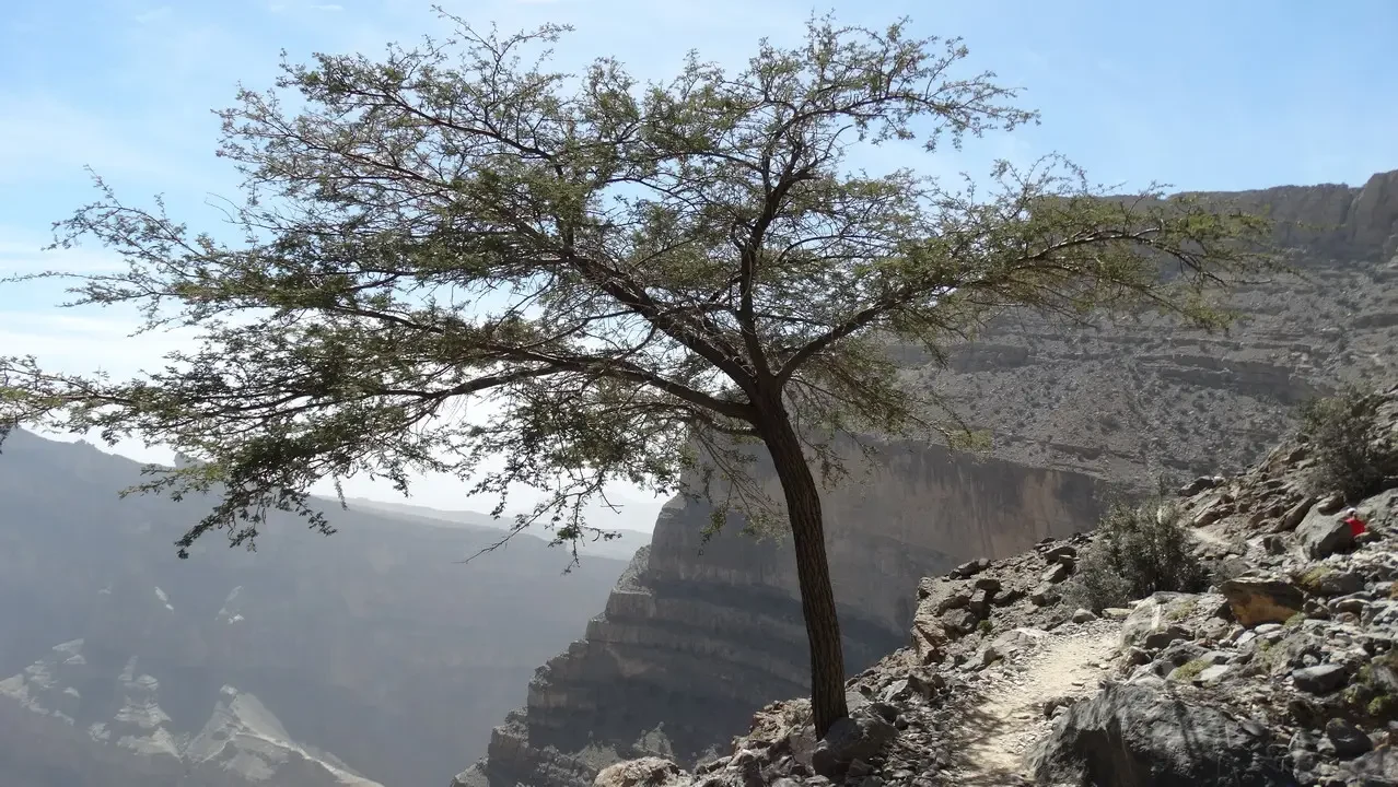 Albero solitario in un paesaggio arido con formazioni rocciose imponenti.