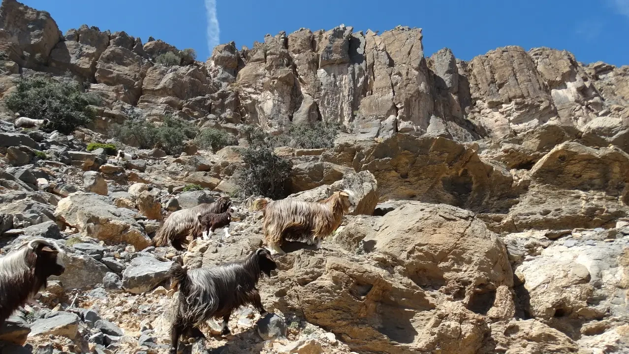 Capre selvatici pascolano su un terreno roccioso e arido sotto il cielo blu.