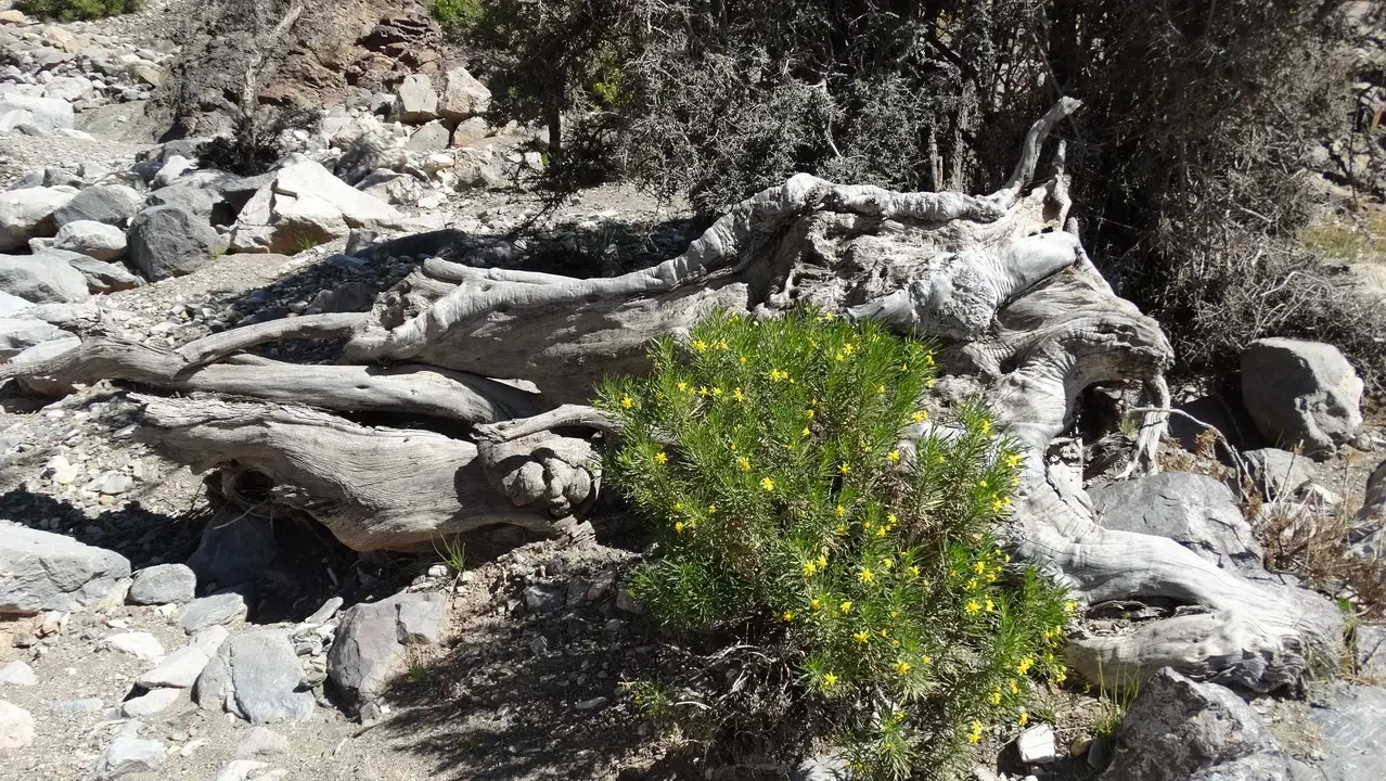 Rocce e alberi secchi in un paesaggio arido dell'Oman o degli Emirati Arabi Uniti.
