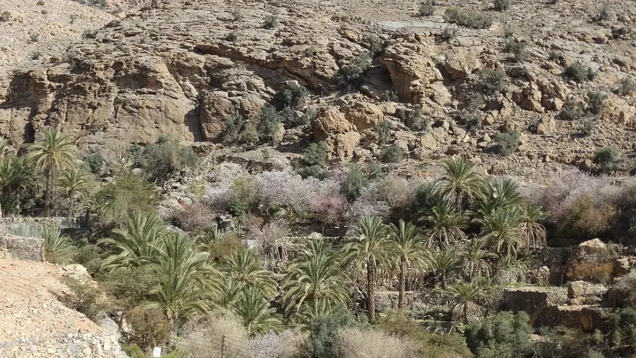 Paesaggio arido con vegetazione mediterranea e palme in primo piano.
