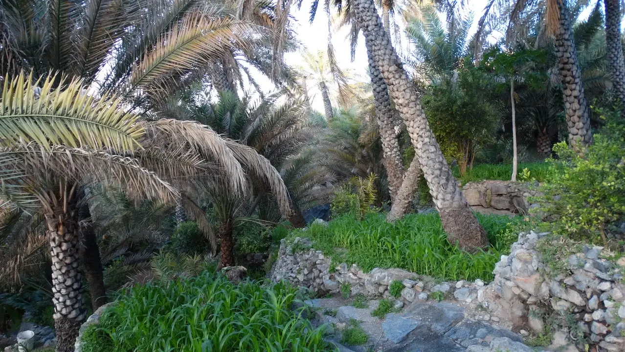 Palme e vegetazione lussureggiante crescono tra rocce e muri in pietra.