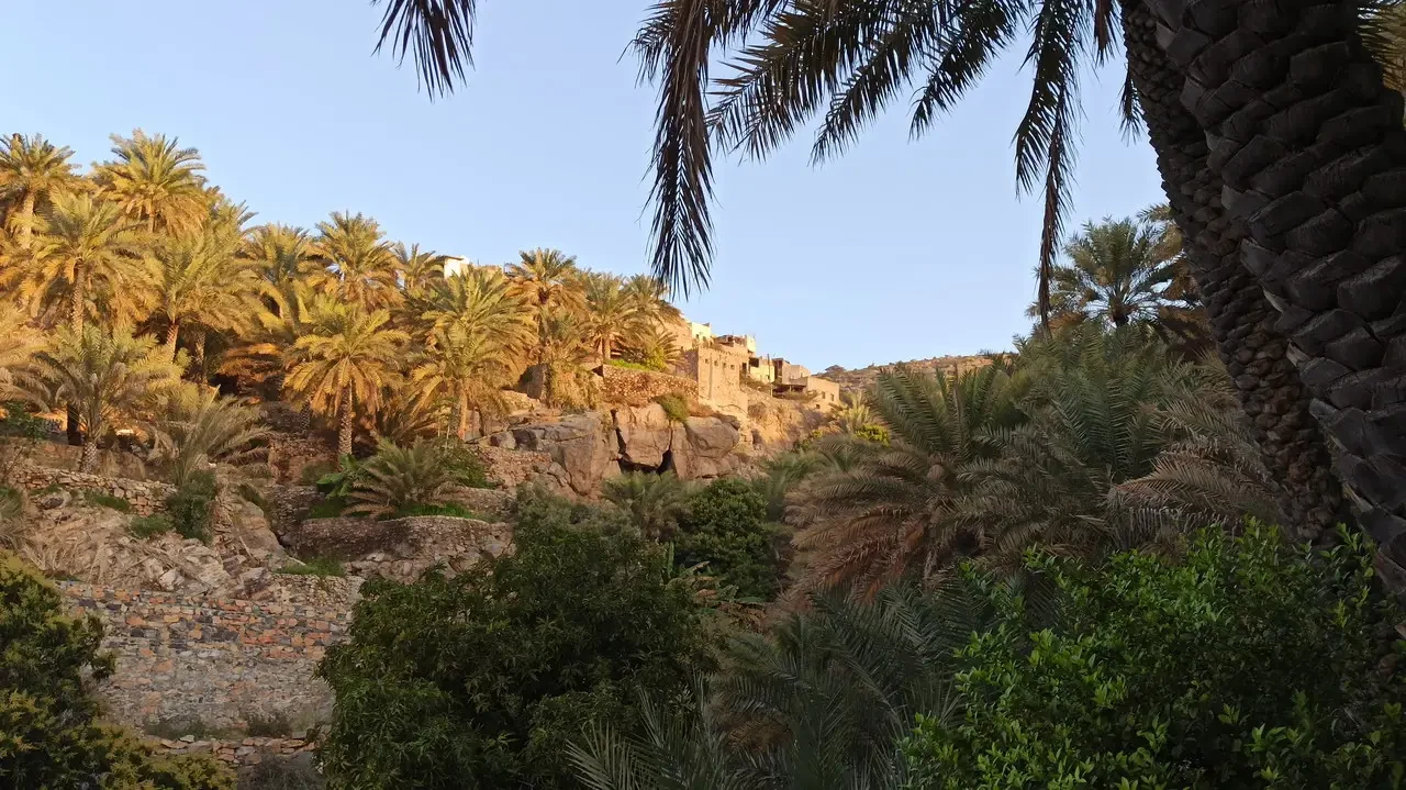 Paesaggio arido con palme e vegetazione secca in un ambiente roccioso. Paesaggio arido con palme e vegetazione secca in un ambiente roccioso.