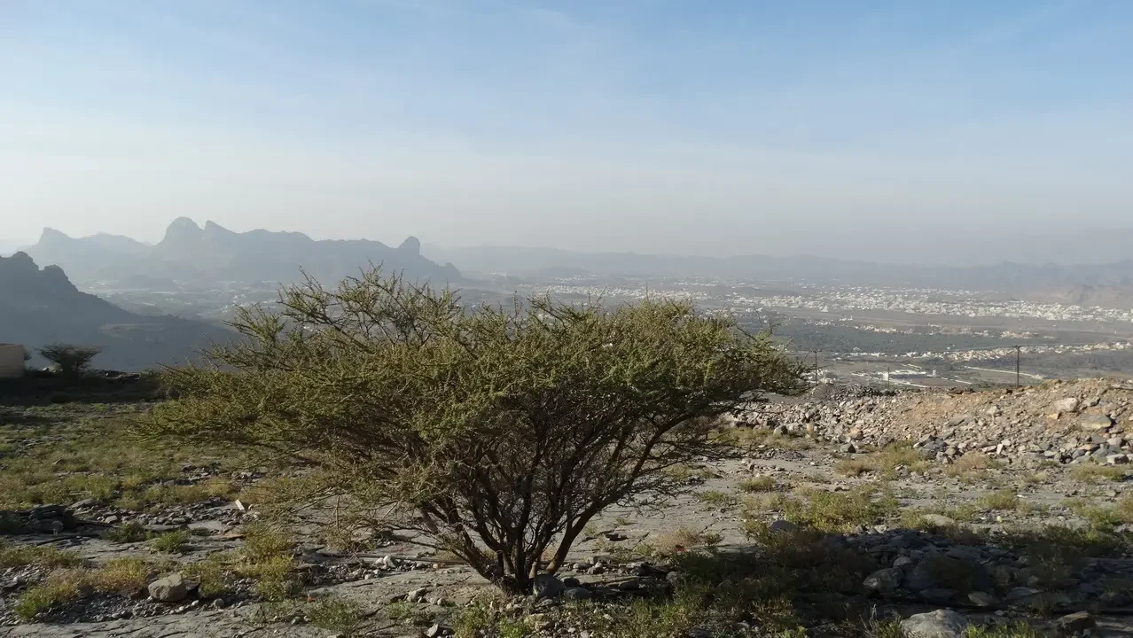 Paesaggio arido con vegetazione bassa in primo piano e montagne sullo sfondo.