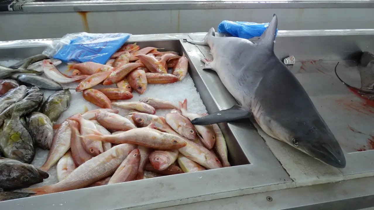 Pesci freschi e un pesce grande sono esposti in un mercato ittico.