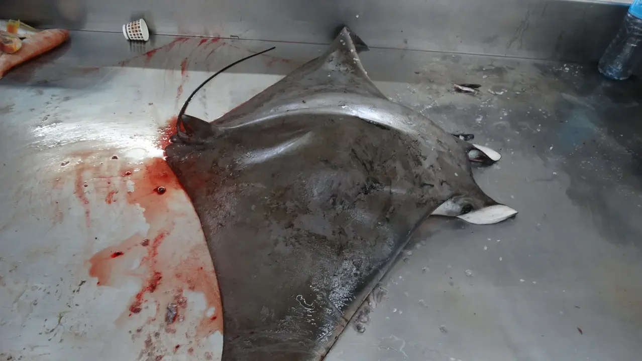 Pesce sulla superficie di un tavolo in un mercato ittico.
