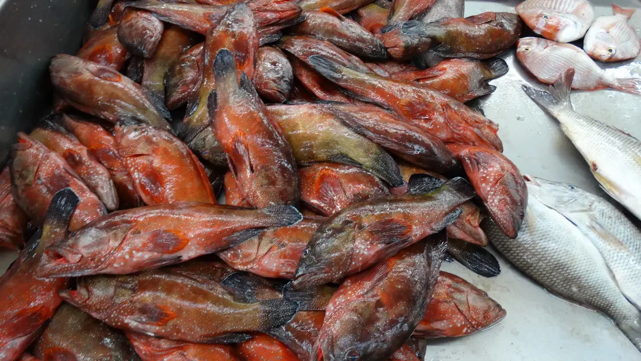 Pesci freschi esposti al mercato di Mutrah in Oman o Emirati Arabi Uniti.