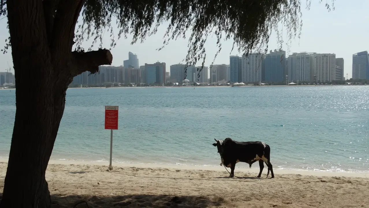 Spiaggia con edifici sullo sfondo e un albero in primo piano.