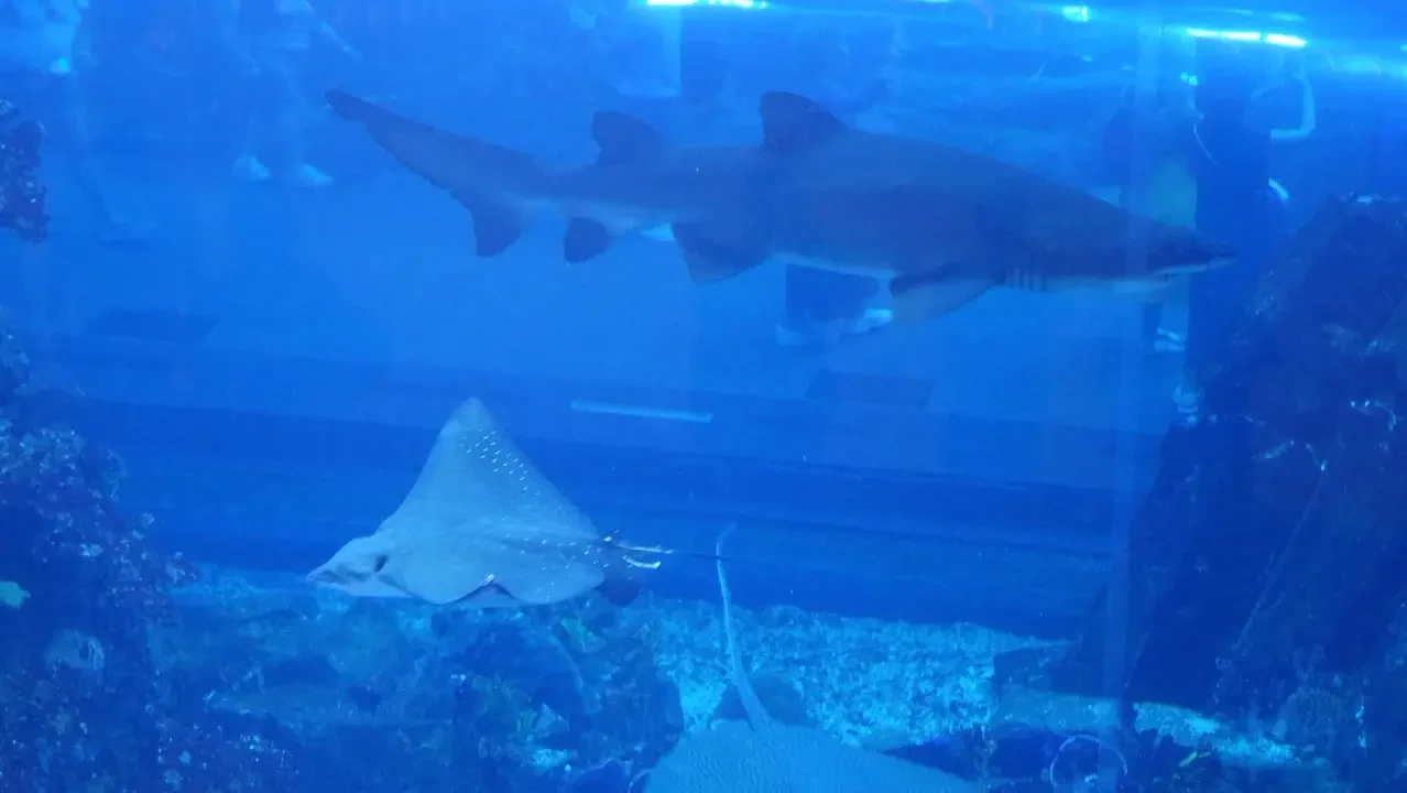 Pesci grandi nuotano in un acquario sottomarino.