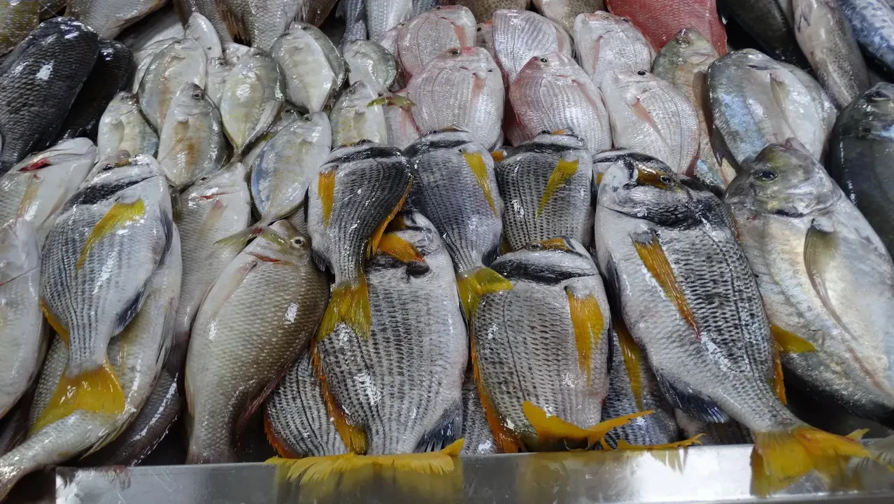 Pesci freschi esposti al mercato in Oman o Emirati Arabi Uniti.