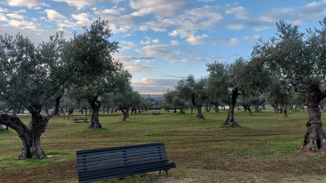 Un uliveto estivo con alberi frondosi e una panchina in un parco.