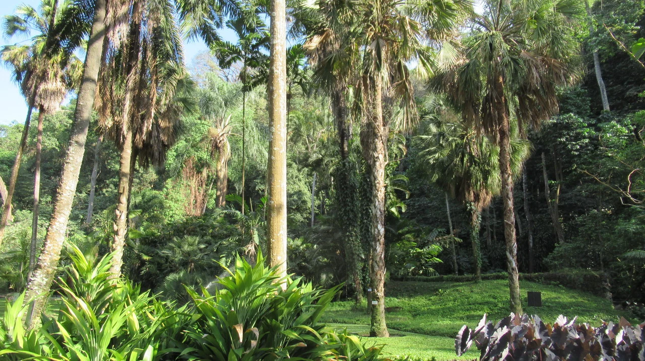 Vegetazione lussureggiante e alberi alti in un giardino botanico.