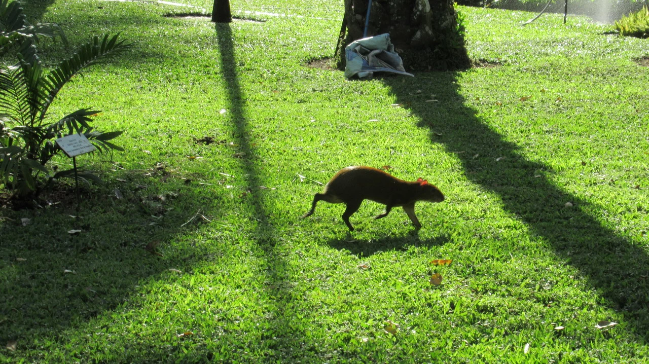 Un animale scuro attraversa un prato verde sotto la luce del sole.