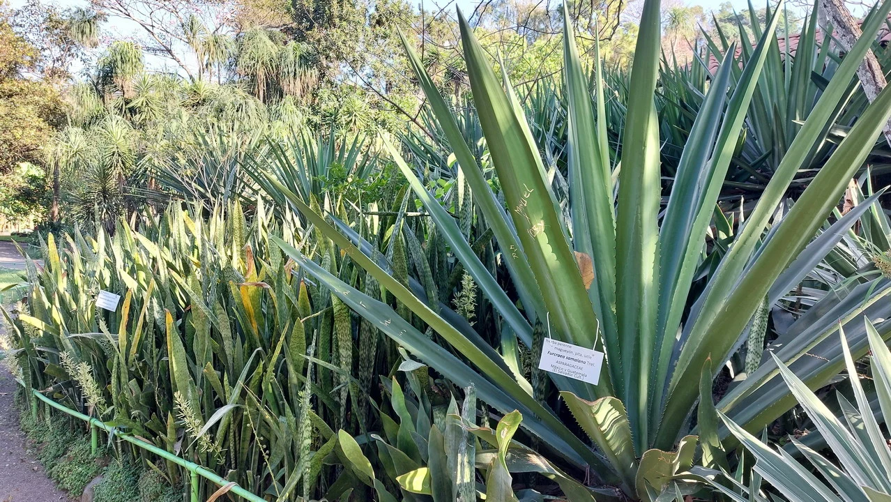Una galleria fotografica di piante esotiche nel giardino botanico di San Salvador.