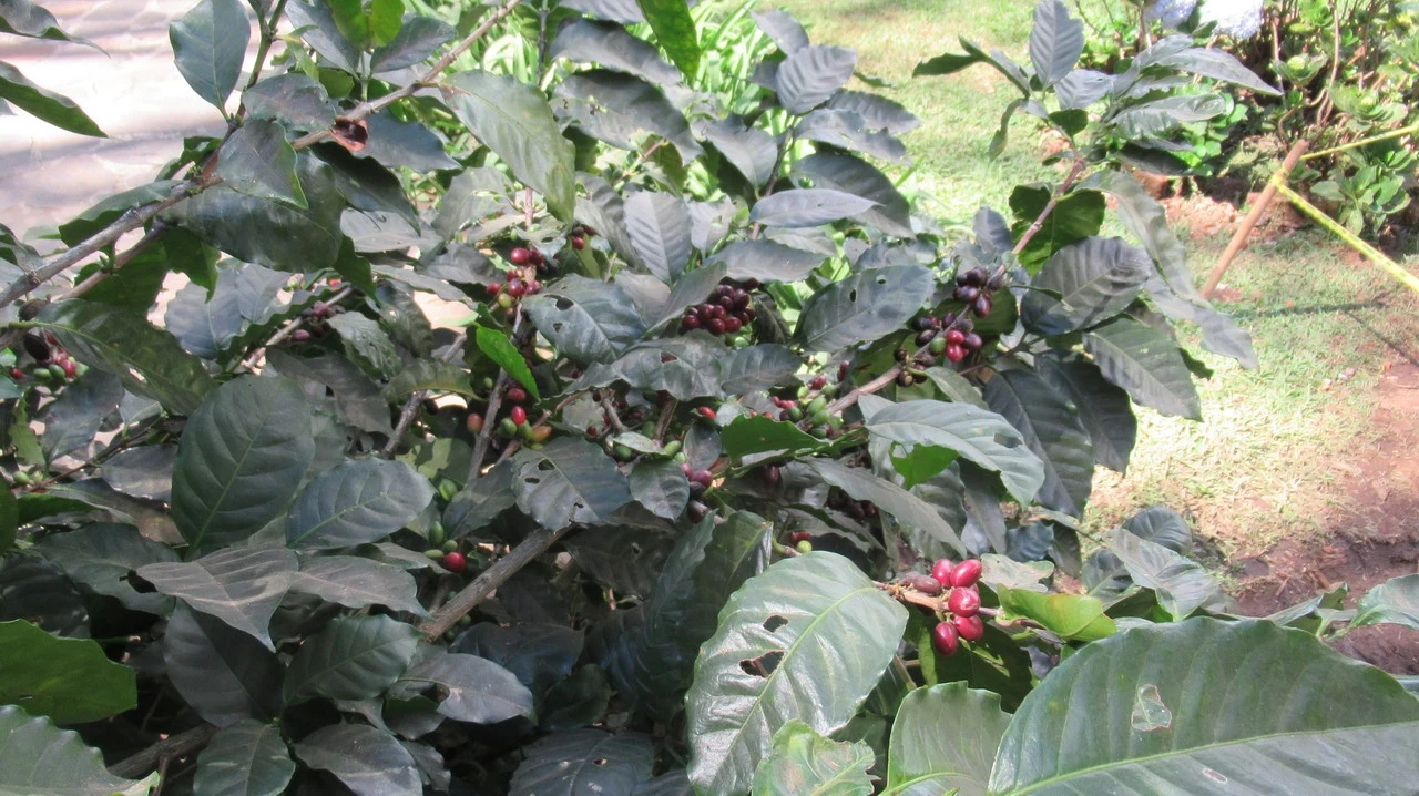 Piante di caffè con frutti rossi in un ambiente agricolo lussureggiante.