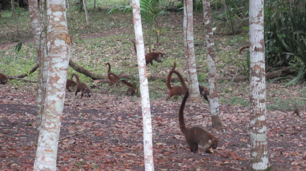Coati rossi si muovono tra gli alberi in una foresta di America Centrale.