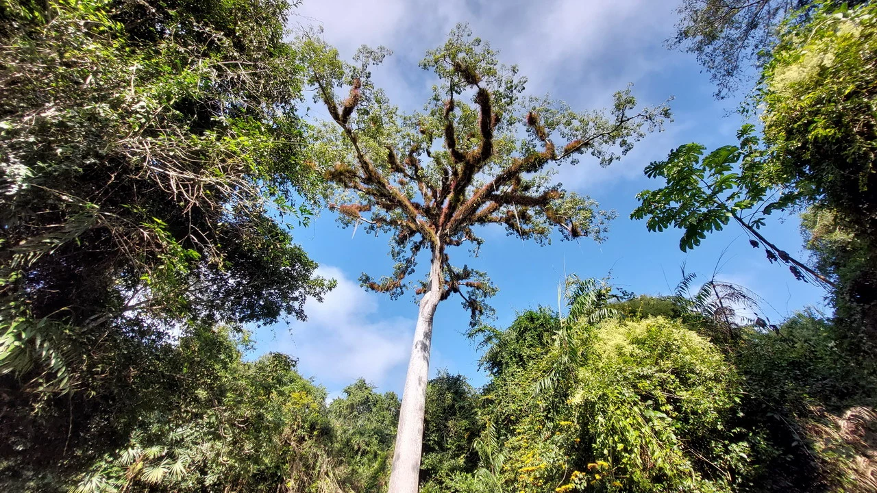 Albero imponente con chioma frondosa si staglia contro il cielo azzurro in una giungla.