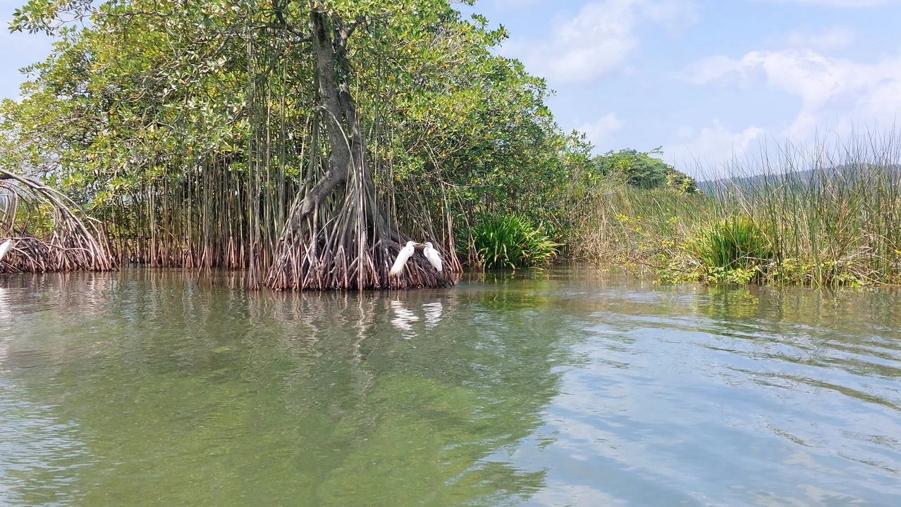 Alberi con radici esposte emergono dall'acqua verde di una zona paludosa tropicale.