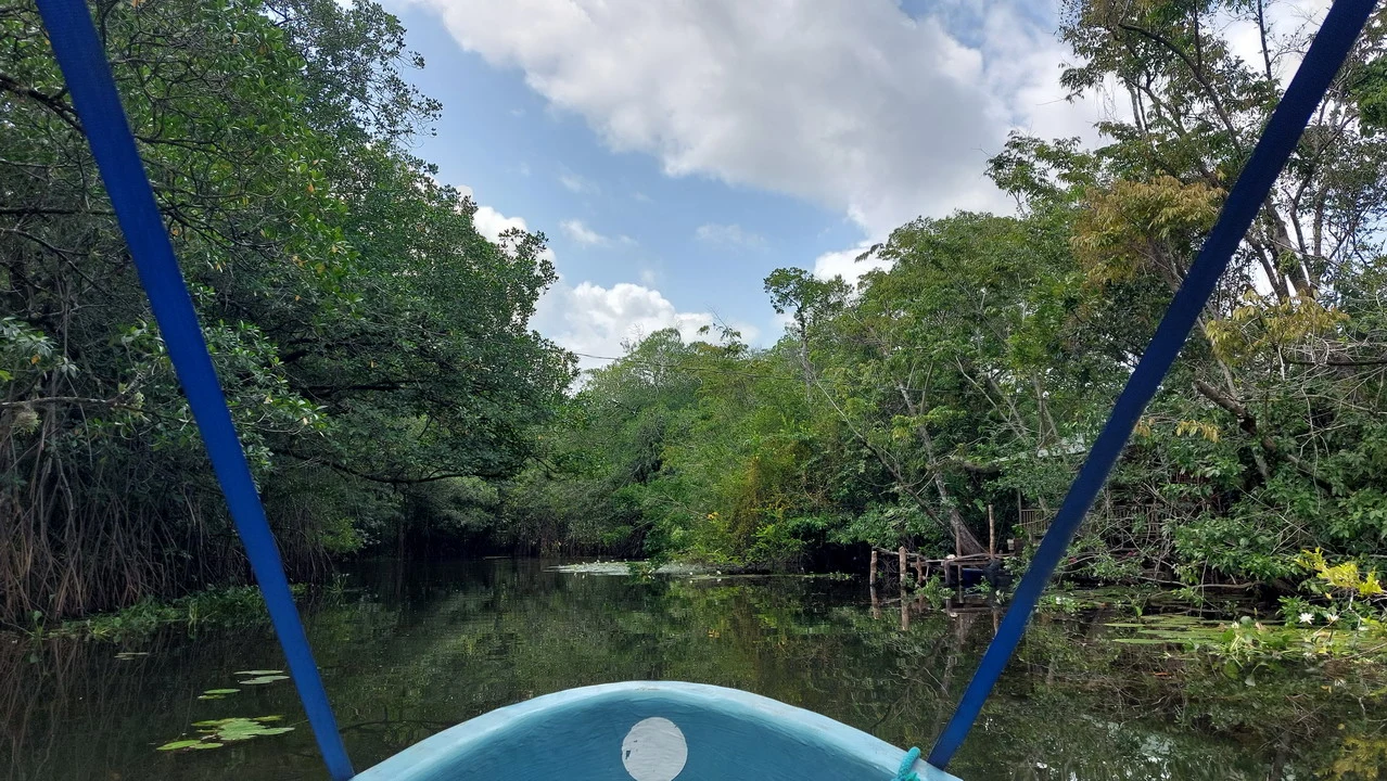 Una barca naviga su un fiume tranquillo circondato da una fitta vegetazione lussureggiante.