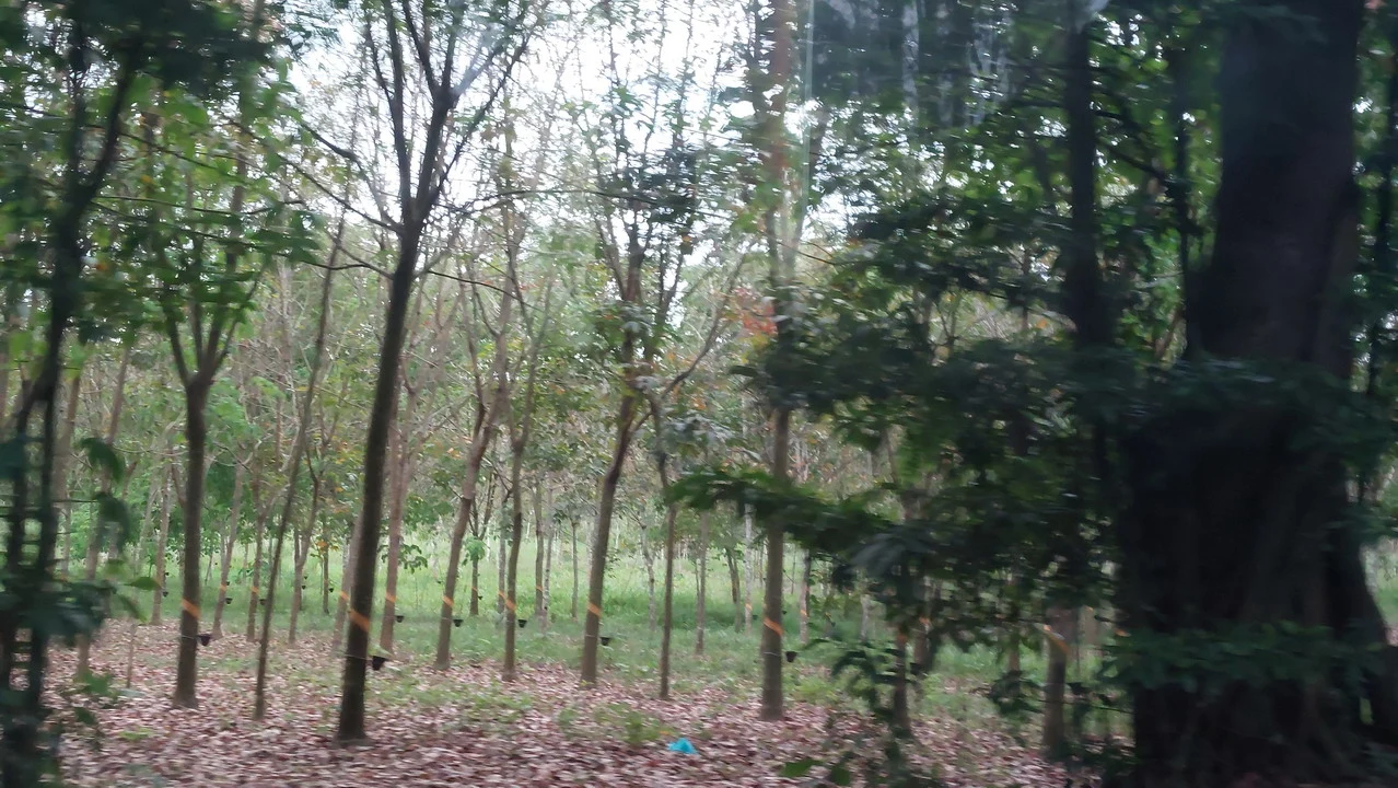 Alberi di gomma in una foresta tropicale in America Centrale.