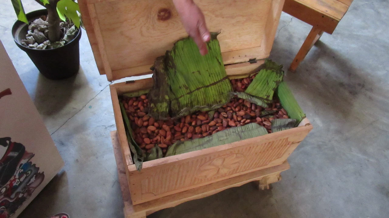 Una mano tocca una foglia di cacao avvolta in foglie verdi all'interno di una cassetta di legno.