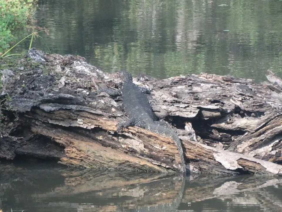 Una lontra si trova su una sporgenza rocciosa vicino all'acqua.