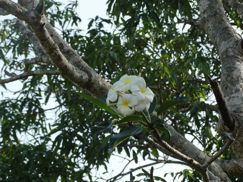 Fiori bianchi pendono da un ramo verde in un ambiente tropicale.