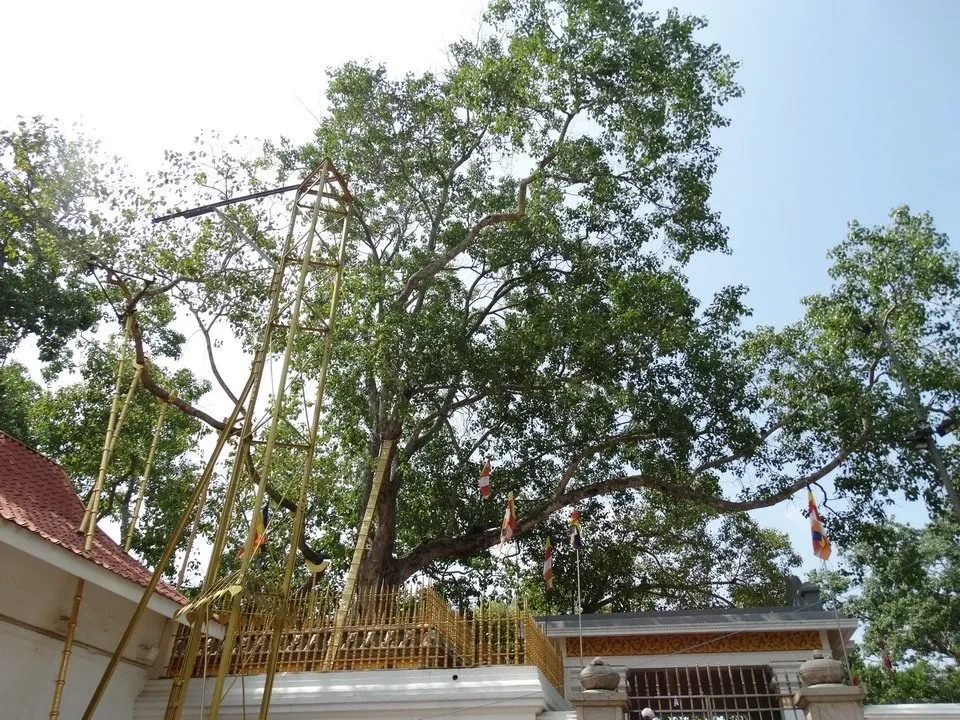 A large, leafy tree overshadows a building in Sri Lanka.
