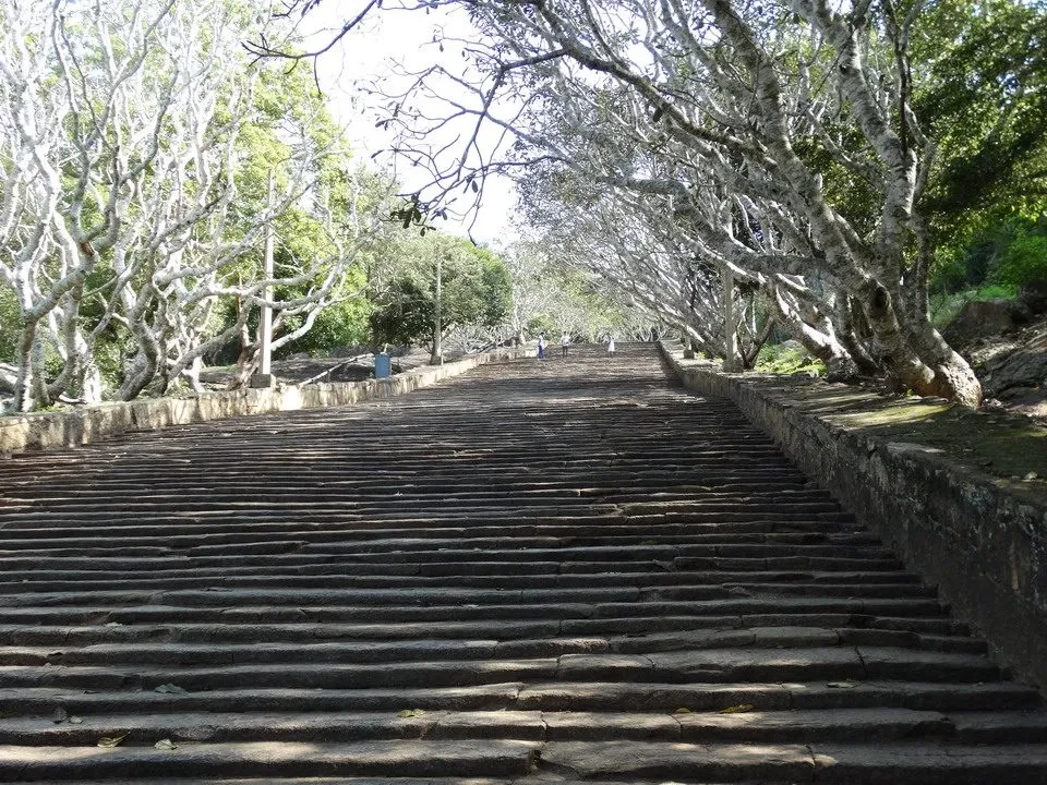 Scale di gradini in pietra che conducono attraverso una fila di alberi lungo un percorso.