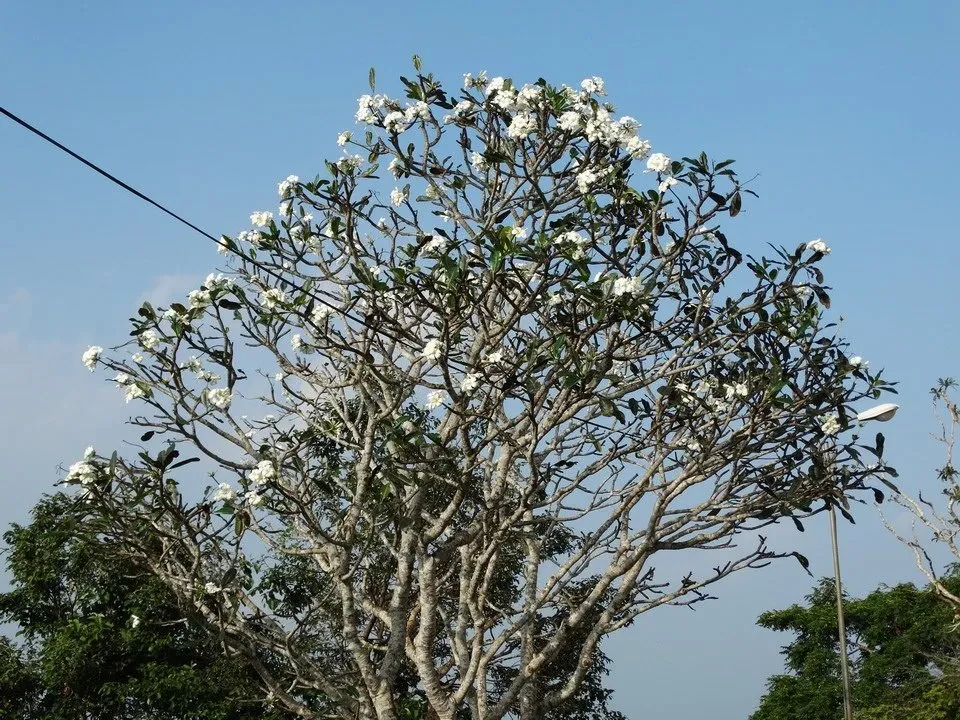 A tree with white flowers dominates the landscape under a blue sky.