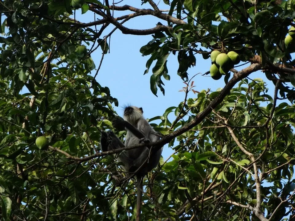 Un primate si aggrappa a un ramo pieno di frutti sotto il cielo azzurro.