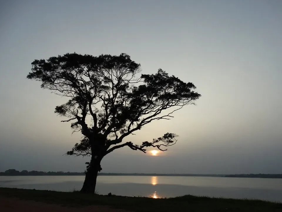 Albero solitario con la silhouette contro il tramonto su uno specchio d'acqua in Sri Lanka.