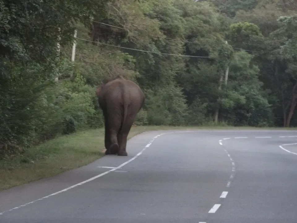 Un elefante cammina su una strada rurale in Sri Lanka.