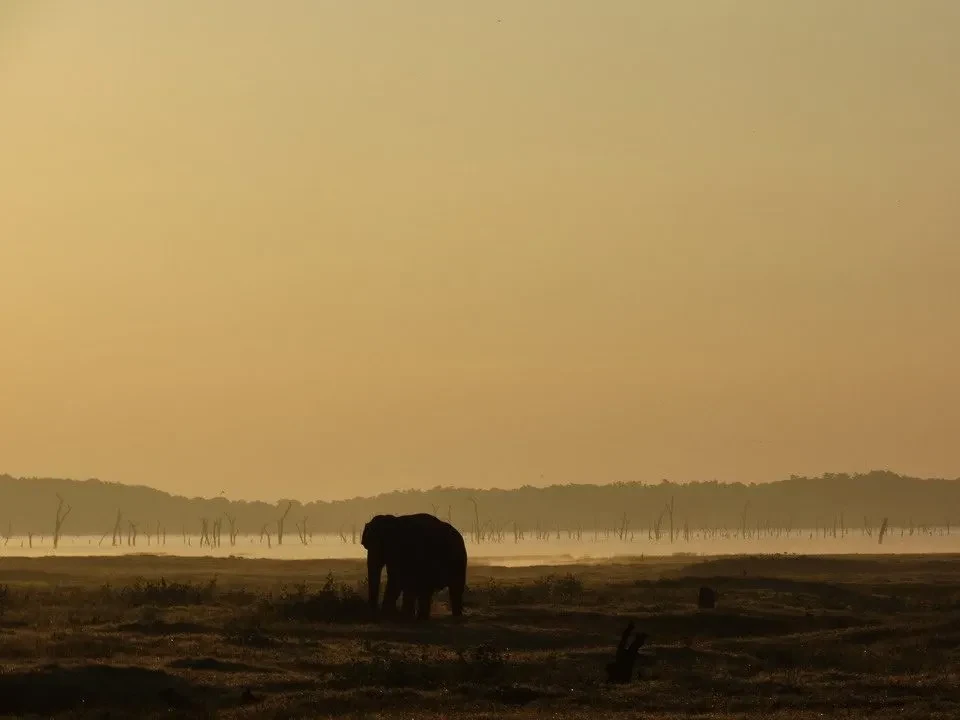 Un elefante cammina attraverso un campo secco al tramonto in Sri Lanka.