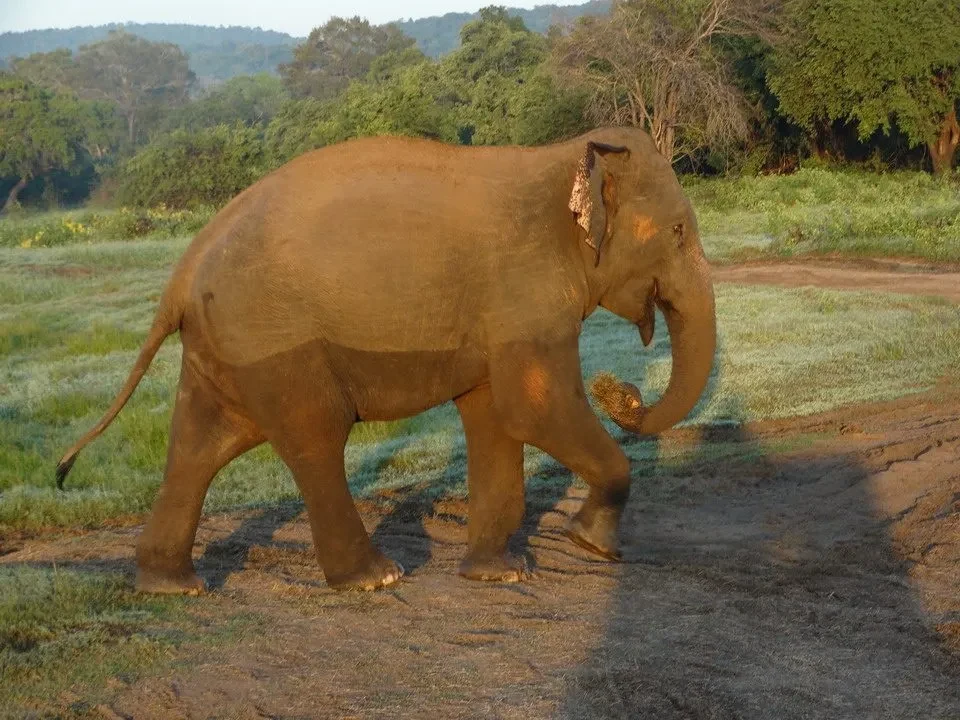 Un elefante cammina attraverso un paesaggio verde in Sri Lanka.