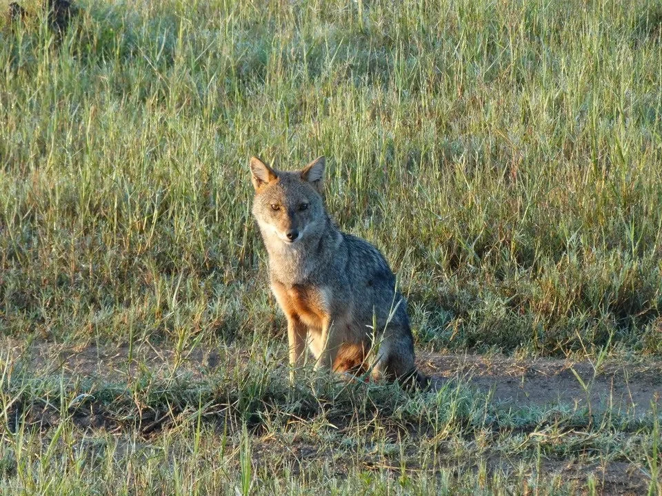 Un gatto selvatico si nasconde nella vegetazione secca di Sri Lanka.