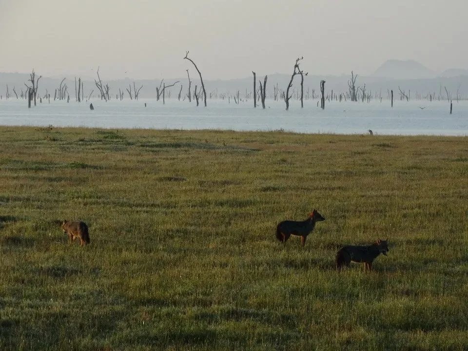 Gatti selvatici pascolano in una prateria vicino all'acqua in Sri Lanka.