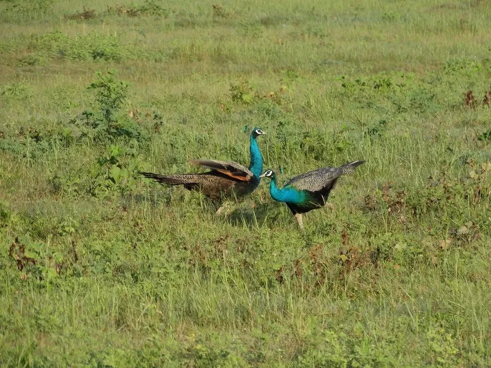 Due pavoni sono visibili in un campo verde in Sri Lanka.