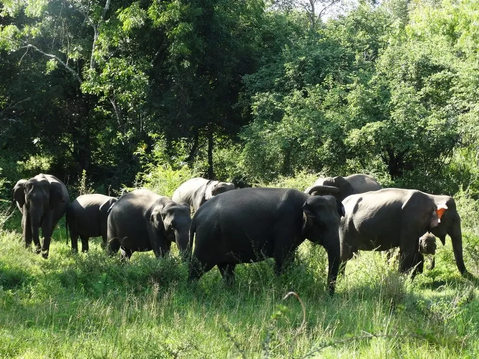 Elefanti pascolano in una savana verde con alberi sullo sfondo.