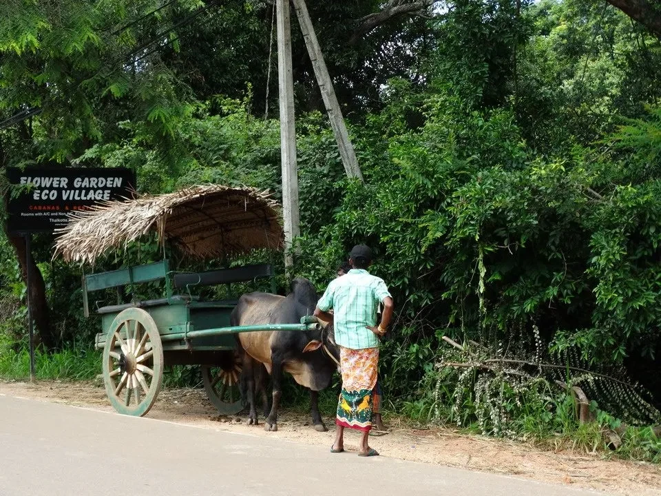 Kaudulla, Sigiriya