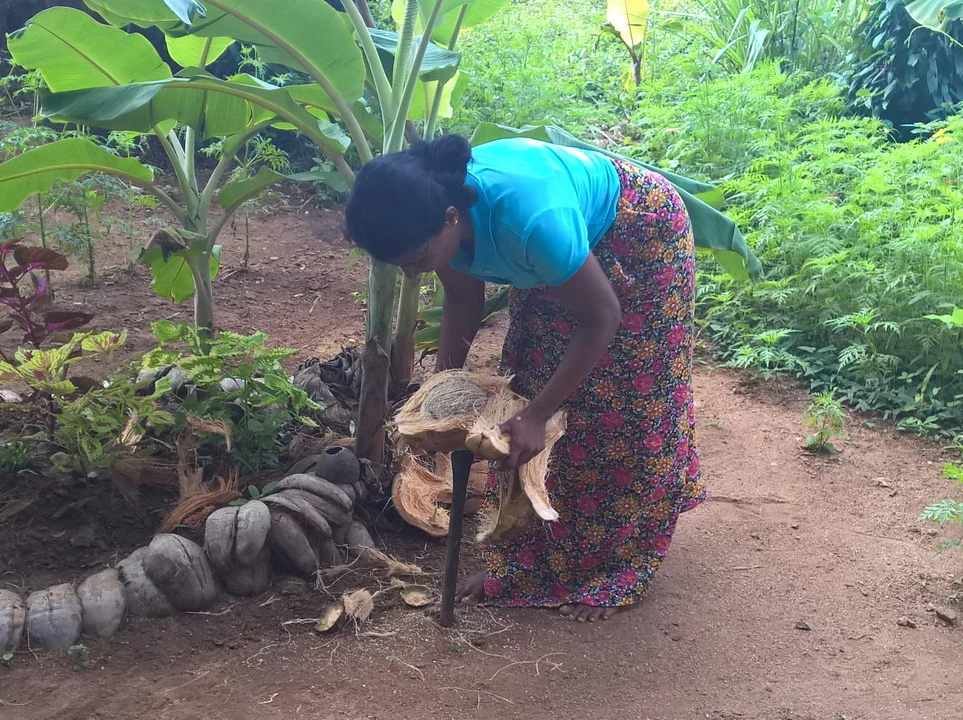 Una persona lavora in un campo agricolo tropicale con piante di banano e vegetazione lussureggiante.
