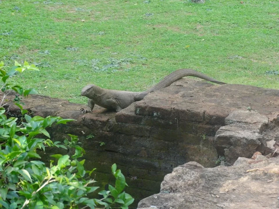 Un rinoceronte si trova su una formazione rocciosa verde in Sri Lanka.