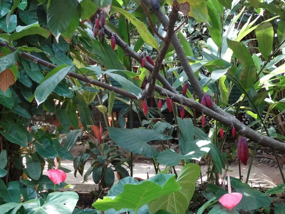 Giardino di spezie e cacao in Sri Lanka con piante lussureggianti.