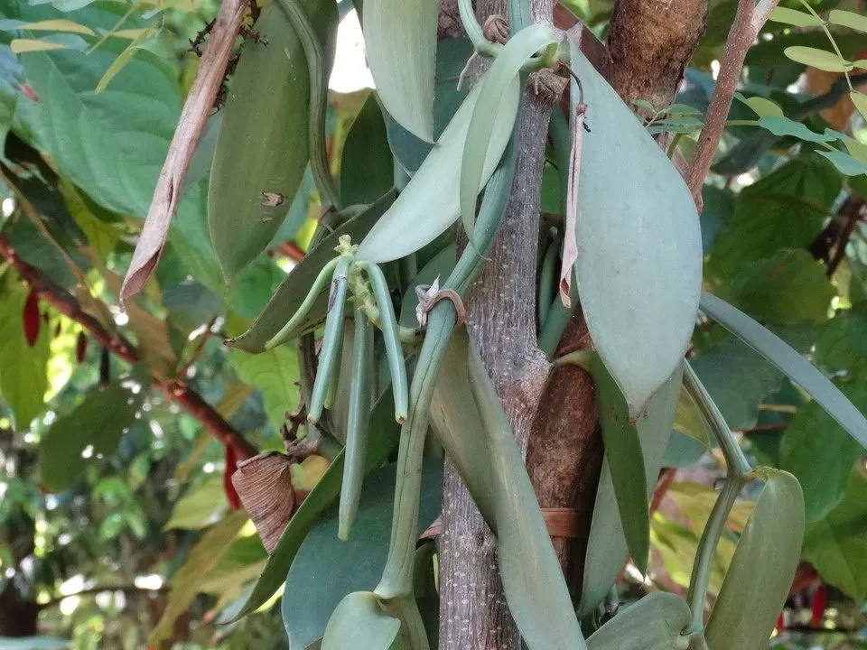 Giardino di spezie con foglie verdi e frutti pendenti in Sri Lanka.