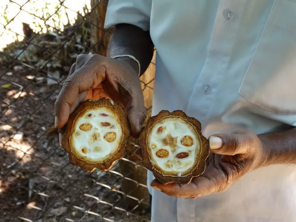 Mani tengono dolci artigianali con ripieno di cacao e spezie.
